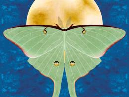 Luna Moth
