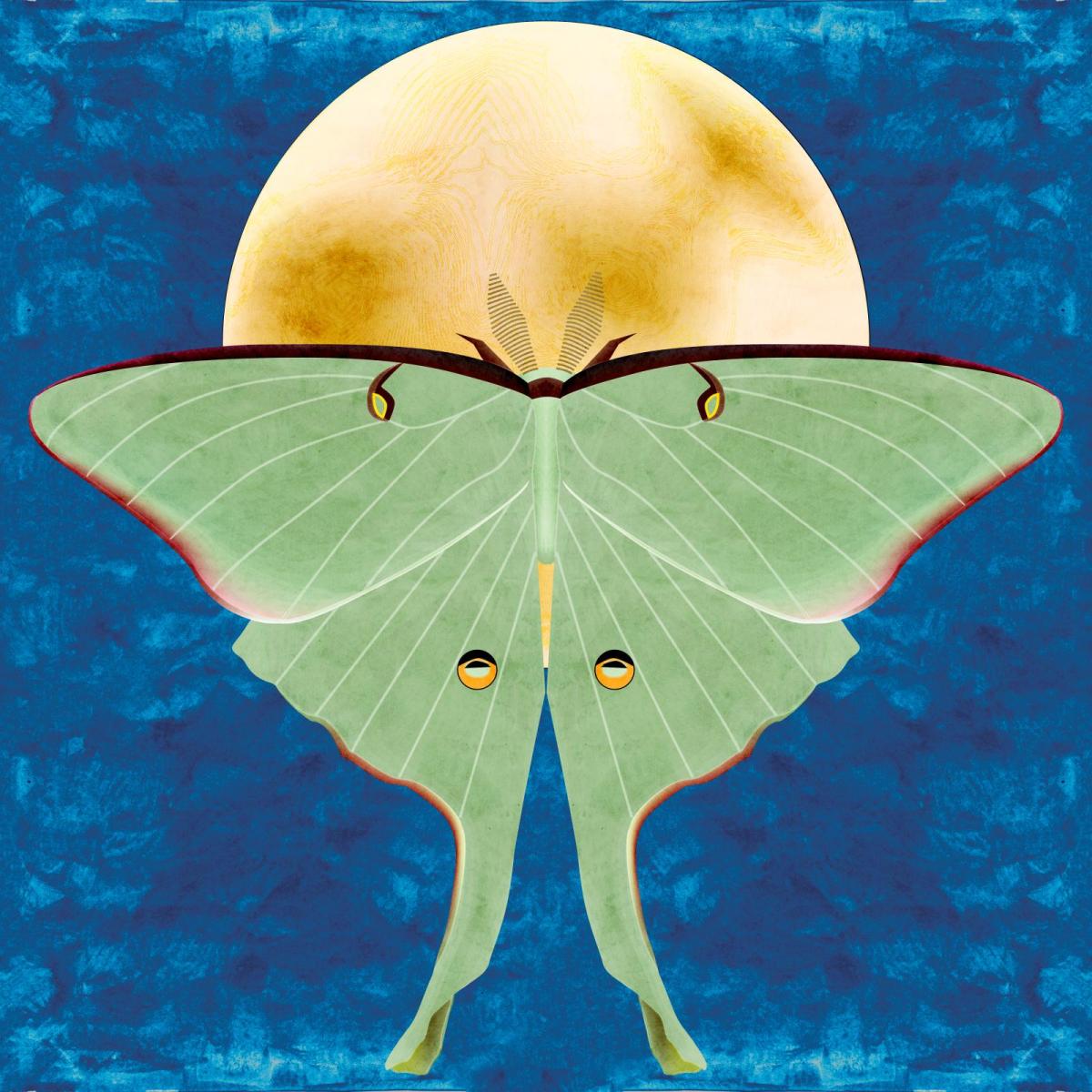 Luna Moth